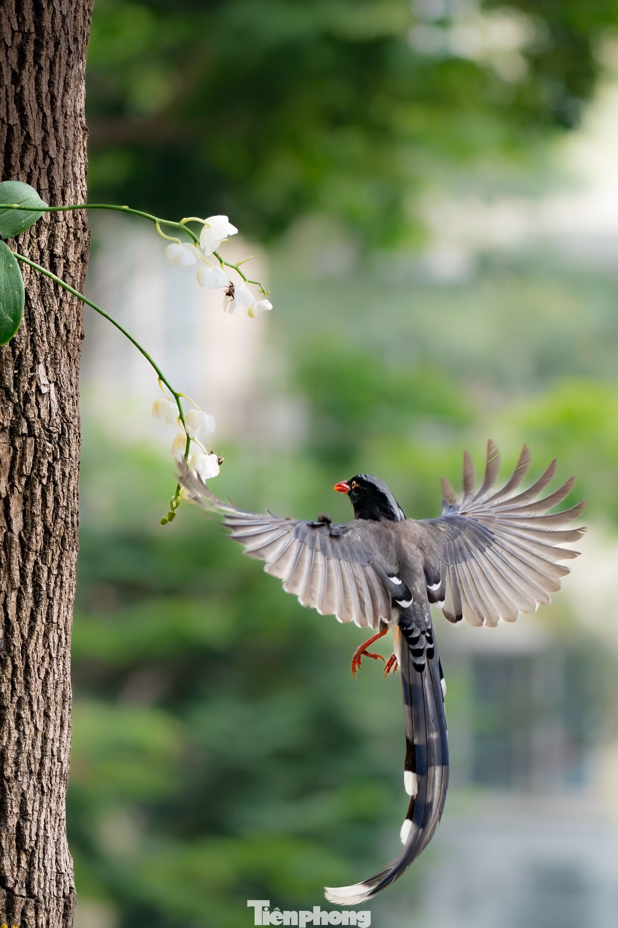 Chim giẻ cùi đang tìm mồi