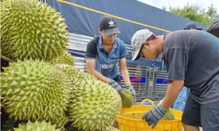Quy định mới về cấp mã số vùng trồng sầu riêng 