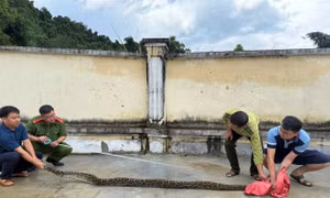 Phát hiện trăn rừng dài 3 mét bò vào khu vườn