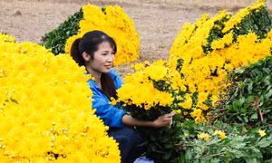 Sắc vàng cúc kim cương phủ kín làng hoa những ngày giáp Tết