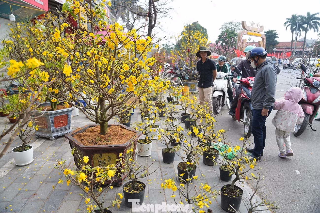 tp-mai-vang-anh-19.jpg