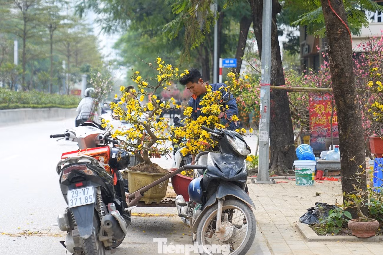 tp-mai-vang-anh-10.jpg