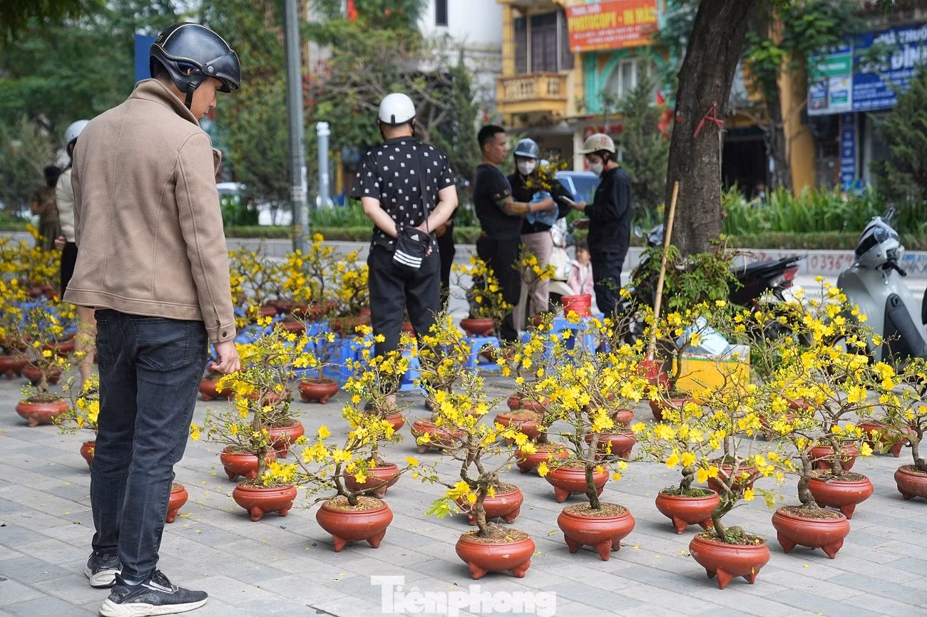 tp-mai-vang-anh-9.jpg