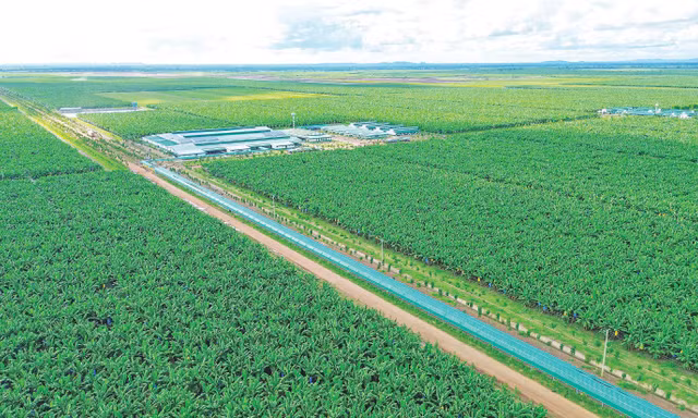 Hệ thống ròng rọc đôi vận chuyển nguyên vẹn từng buồng chuối từ nông trường về xưởng sản xuất tại khu liên hợp Snuol 