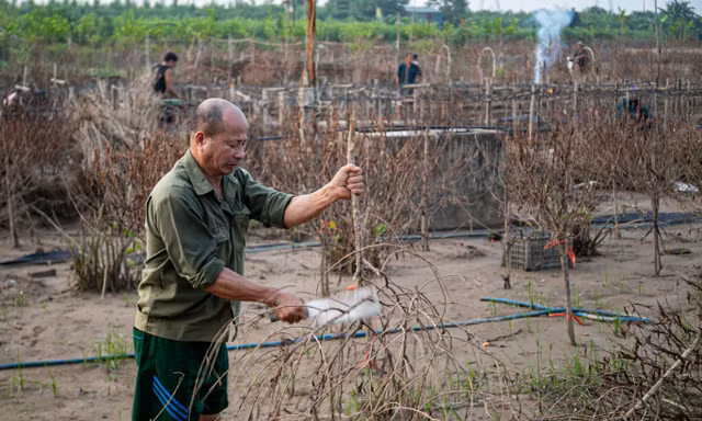 Người trồng đào Nhật Tân (Hà Nội) gần như trắng tay sau khi bão lũ tàn phá hàng chục héc-ta đào, cúc họa mi hồi tháng 10/2025 Ảnh: VTC News
