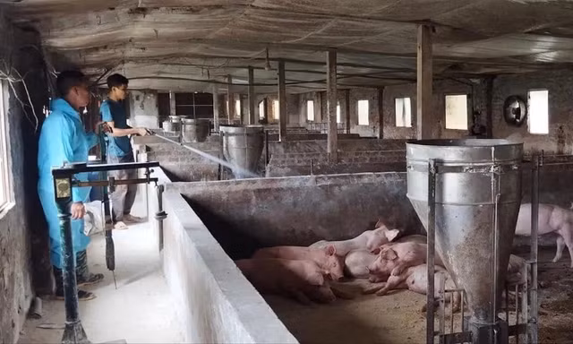 Bệnh dịch tả lợn châu Phi tại Hà Nội ngày càng diễn biến phức tạp. Ảnh: Hải Hà