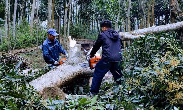 Sơn tràng 