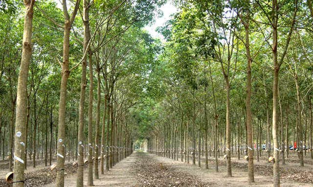 VRG hiện thực hóa mục tiêu tăng trưởng hai con số 