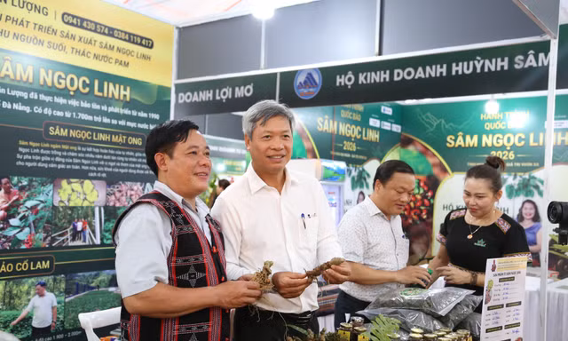“Vua sâm” Nguyễn Văn Lượng (bên trái) giới thiệu sản phẩm Sâm Ngọc Linh của HTX với Phó Chủ tịch UBND TP Đà Nẵng Hồ Quang Bửu Ảnh: Giang Thanh 