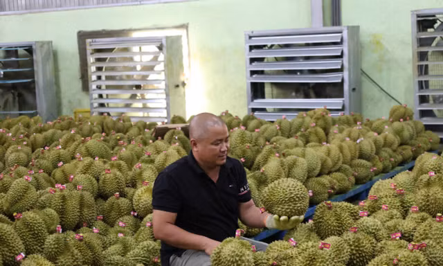 Ông Lê Văn Thành chia sẻ hành trình đòi lại mã số vùng trồng