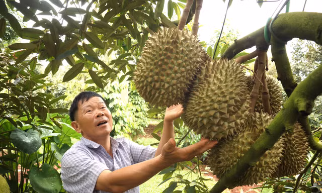 Những quả sầu riêng to đẹp, đạt chuẩn xuất khẩu 