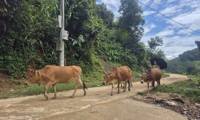 Bò của người dân đã được kéo về chăn tại bản để tránh bị giết hại