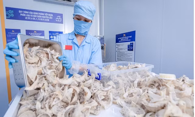 Năm 2025, sản lượng tổ yến toàn tỉnh đạt hơn 19 tấn và mang lại giá trị kinh tế trên 450 tỷ đồng