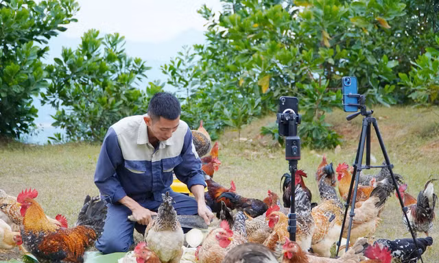 Đàn gà du mục của anh Nguyễn Văn Đức