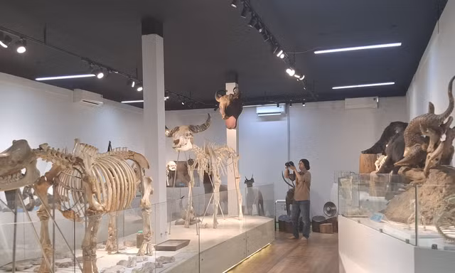 Độc đáo các loài chim thú quý hiếm qua bộ tiêu bản ở Vườn quốc gia Cát Tiên