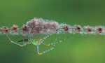 Bộ Araneae của Hồ Tấn Thịnh giành Giải Nhất thể loại macro côn trùng