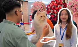 Nhiều giống mèo đổ bộ "sàn runway" tranh tài cuộc thi Hoa hậu Mèo 2025