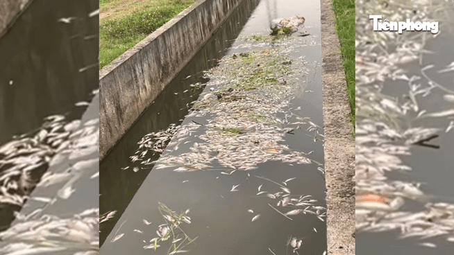 Cá chết bất thường trên kênh hạ lưu sông Lam