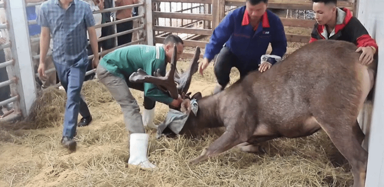 Gây mê để thu hoạch cặp nhung nai 'khủng' hiếm có hơn 13kg