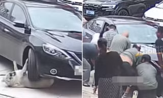 Chú chó nặng 64 kg bị ô tô chèn qua người vẫn bình an vô sự vì lớp mỡ quá dày