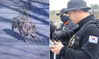 Chuyện hy hữu: Chó sói sổng chuồng ở Hàn Quốc, có trường học phải đóng cửa