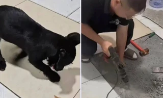 Thấy chú chó cứ cào xuống sàn nhà, người chủ nạy gạch và phát hiện vật bất ngờ