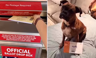 Cho chó cưng bỏ phiếu ở 2 cuộc bầu cử, người phụ nữ Mỹ đối diện án phạt nặng
