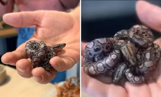 Con rắn tên Ronaldo lại sinh con dù không hề tiếp xúc với rắn đực, lý do là gì?