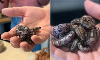 Con rắn tên Ronaldo lại sinh con dù không hề tiếp xúc với rắn đực, lý do là gì?