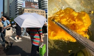 Nắng nóng kỷ lục ở Hàn Quốc: Bí đỏ chưa kịp thu hoạch đã bị “nướng” chín 