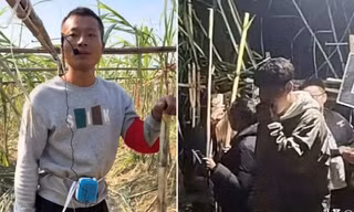 Anh nông dân cho khách vào “ăn trộm” mía ở trang trại, thu nhập tăng 10 lần