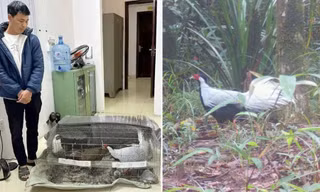 Vụ việc “gà lôi trắng”: Tại sao không được nuôi, nhân giống động vật quý hiếm?