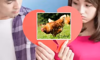 Vợ chồng chia tài sản ly hôn là 29 con gà, tòa phán quyết vừa khéo vừa hài