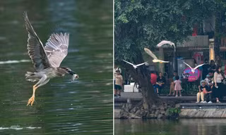 Hàng trăm chim hoang dã tụ hội tại Hồ Gươm ở Hà Nội