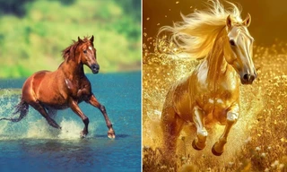 Năm Bính Ngọ 2026, đặt hình nền ngựa trên điện thoại thế nào để thêm may mắn?