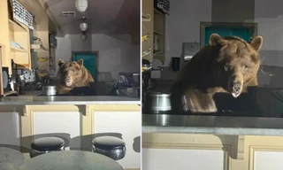 Chú gấu lớn đột nhập cửa hàng kem ở Mỹ, nếm đủ vị rồi ăn hết sạch một vị kem