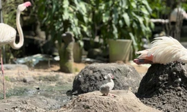 Những 'bé' thú quý hiếm chào đời ở Thảo Cầm Viên Sài Gòn