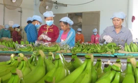 Sau sầu riêng, lộ diện 'át chủ bài’ của nông sản Việt 