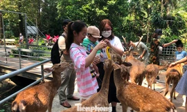 Bất ngờ doanh thu của vườn thú từng bị 'sờ gáy' vì nợ thuế 