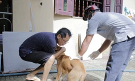 Hai ca tử vong do bệnh dại tại TPHCM