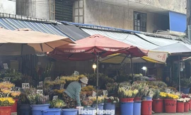 'Vựa hoa tươi' lớn nhất TPHCM trước thềm 20/10