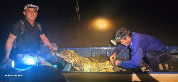 Người dân giăng lưới bắt được cá sấu liền giao nộp ngành chức năng