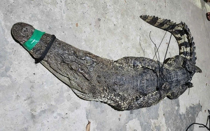 Cá sấu đã được khóa mỏ, chân đảm bảo an toàn