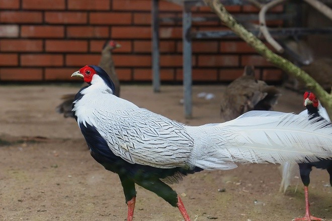 Một cá thể gà lôi trắng trống với bộ lông trắng muốt, nổi bật giữa khu vườn thú