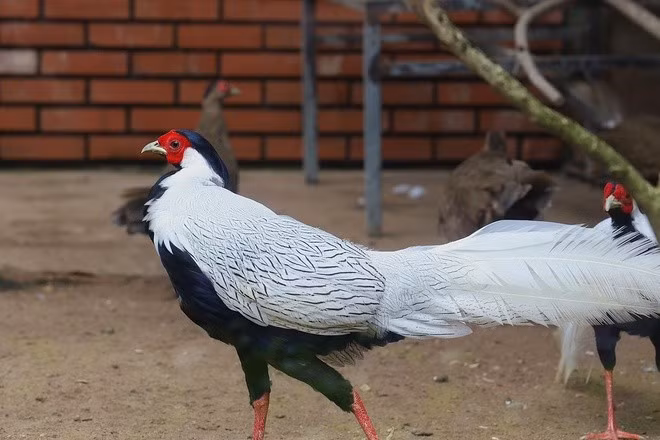 Một cá thể gà lôi trắng trống với bộ lông trắng muốt, nổi bật giữa khu vườn thú