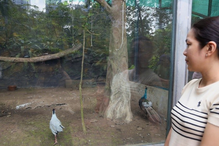 Thảo Cầm Viên cần lập sổ theo dõi số lượng tăng, giảm và báo cáo định kỳ hằng tháng, quý, năm cho Chi cục Kiểm lâm TP HCM