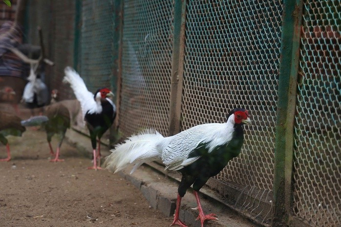 Đàn gà lôi trắng tung tăng trong khu nuôi dưỡng tại Thảo Cầm Viên Sài Gòn
