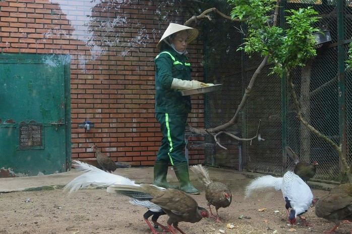 Nhân viên Thảo Cầm Viên chăm sóc khu vực nuôi gà lôi trắng trong mùa sinh sản