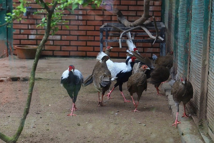 Công tác ấp trứng gà lôi trắng được giám sát chặt chẽ nhằm đảm bảo tỉ lệ nở cao