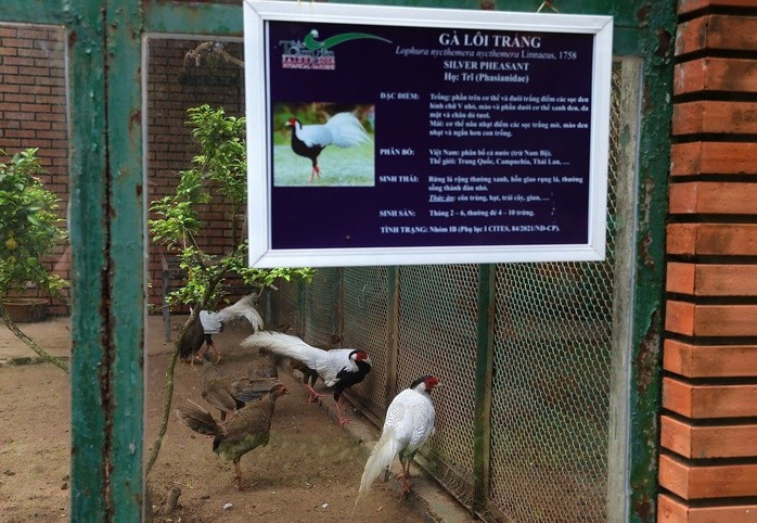 Không chỉ gà lôi trắng, các loài chim thuộc họ công, trĩ tại đây cũng được kiểm tra chuồng trại, số lượng và sức khỏe định kỳ